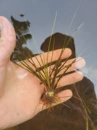 Attēlu rezultāti vaicājumam “Isoetes echinospora leaf”