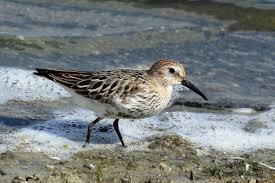 Attēlu rezultāti vaicājumam “Calidris alpina adult”