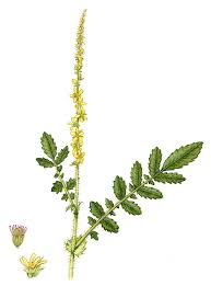 Image result for Agrimonia eupatoria