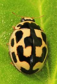 Attēlu rezultāti vaicājumam “Propylea quatuordecimpunctata”