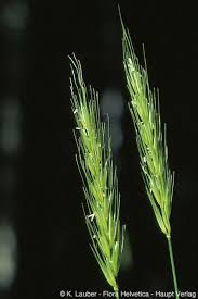 Attēlu rezultāti vaicājumam “Hordelymus europaeus leaf”