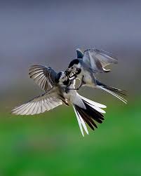 Attēlu rezultāti vaicājumam “Motacilla alba adult”