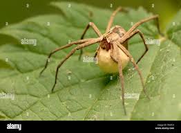 Attēlu rezultāti vaicājumam “Pisaura mirabilis cocoon”