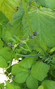 Attēlu rezultāti vaicājumam “Crepis biennis leaf”