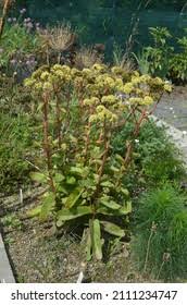 Attēlu rezultāti vaicājumam “Hylotelephium maximum flower”