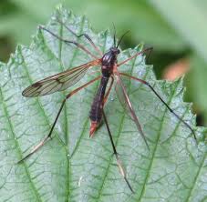 Attēlu rezultāti vaicājumam “Ptychoptera sp.”