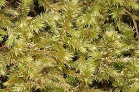 Attēlu rezultāti vaicājumam “Rhytidiadelphus”