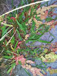 Attēlu rezultāti vaicājumam “Atriplex littoralis leaf”