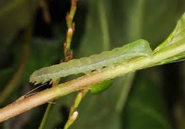 Attēlu rezultāti vaicājumam “Phlogophora meticulosa”