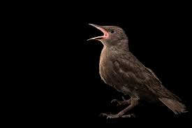 Attēlu rezultāti vaicājumam “Sturnus vulgaris”