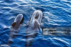 Image result for Globicephala melas