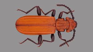 Attēlu rezultāti vaicājumam “Cucujus cinnaberinus”