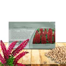 Attēlu rezultāti vaicājumam “Lupinus polyphyllus fruit”