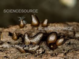 Attēlu rezultāti vaicājumam “Lycogala melleum”