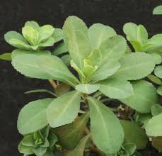 Attēlu rezultāti vaicājumam “Euphorbia helioscopia leaf”