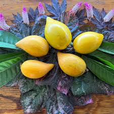 Attēlu rezultāti vaicājumam “Trientalis europaea fruit”