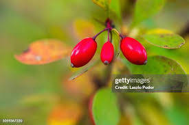 Attēlu rezultāti vaicājumam “Berberis thunbergii fruit”