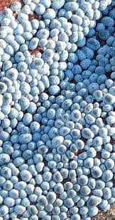 Attēlu rezultāti vaicājumam “Badhamia panicea”