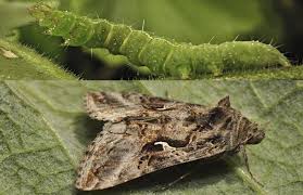 Attēlu rezultāti vaicājumam “Autographa gamma”