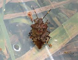 Attēlu rezultāti vaicājumam “Troilus luridus”