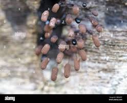 Attēlu rezultāti vaicājumam “Comatricha nigra”