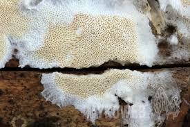 Attēlu rezultāti vaicājumam “Skeletocutis”