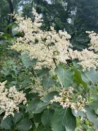 Attēlu rezultāti vaicājumam “Syringa reticulata subsp. amurensis”