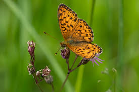 Attēlu rezultāti vaicājumam “Brenthis ino upperside”