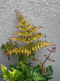 Attēlu rezultāti vaicājumam “Dryopteris”