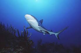 Image result for Carcharhinus perezii