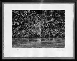 Image result for Brazilia 1980 Jaguar