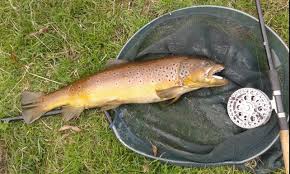 Image result for Wakefield Angling Club