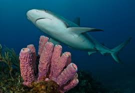 Image result for Carcharhinus perezii