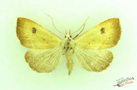 Attēlu rezultāti vaicājumam “Rivula sericealis”