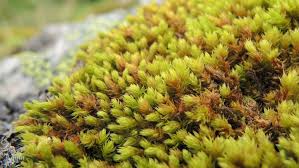 Attēlu rezultāti vaicājumam “Hedwigia ciliata sporophyte”