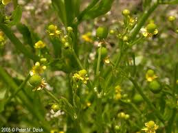 Attēlu rezultāti vaicājumam “Ranunculus sceleratus fruit”