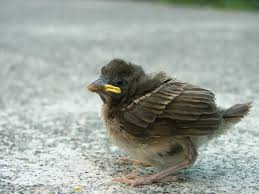 Attēlu rezultāti vaicājumam “Passer domesticus juvenile”