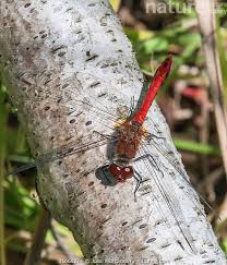 Attēlu rezultāti vaicājumam “Sympetrum sanguineum male”