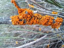 Attēlu rezultāti vaicājumam “Xanthoria parietina”