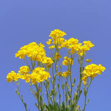 Image result for Alyssum saxatile