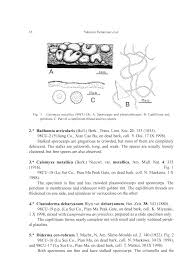Attēlu rezultāti vaicājumam “Clastoderma debaryanum spores”