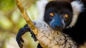 lemur ile ilgili görsel sonucu