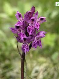 Attēlu rezultāti vaicājumam “Dactylorhiza majalis subsp. baltica flower”
