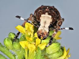 Attēlu rezultāti vaicājumam “Platystomos albinus”