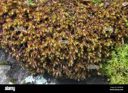 Attēlu rezultāti vaicājumam “Grimmia muehlenbeckii sporophyte”