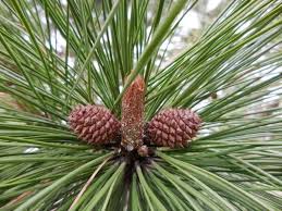 Attēlu rezultāti vaicājumam “Pinus ponderosa fruit”