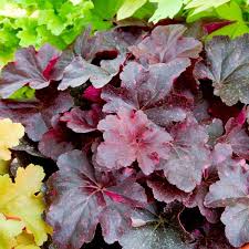 Image result for Heuchera `Midnight Rose`