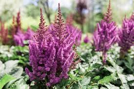 Image result for Astilbe