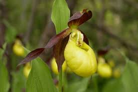 Attēlu rezultāti vaicājumam “Cypripedium calceolus flower”