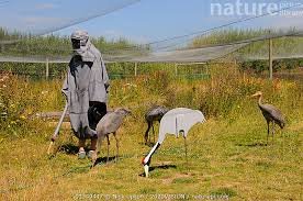 Attēlu rezultāti vaicājumam “Grus grus adult”